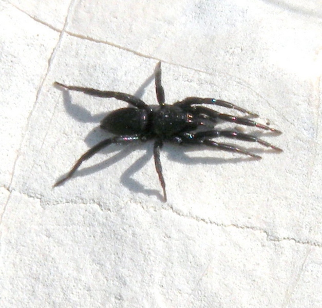 Gnaphosidae